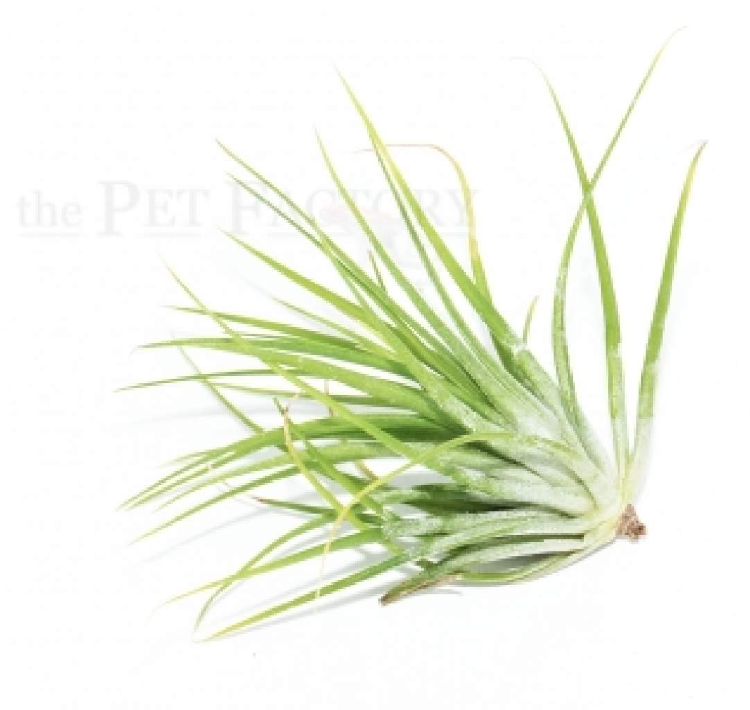 Tillandsia globosa